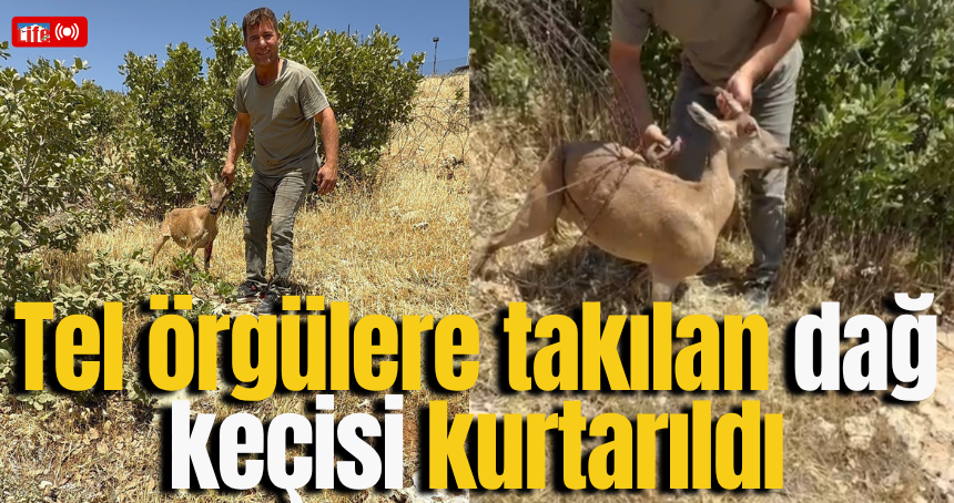 Tel örgülere takılan dağ keçisi kurtarıldı