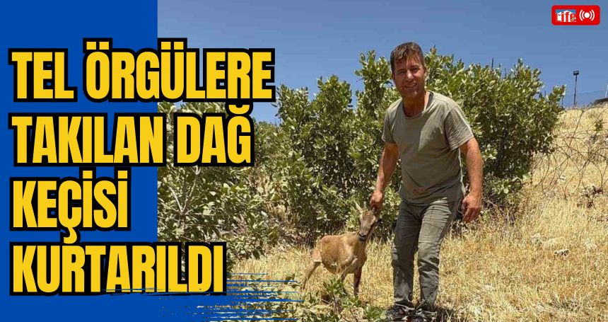 Tel örgülere takılan dağ keçisi kurtarıldı
