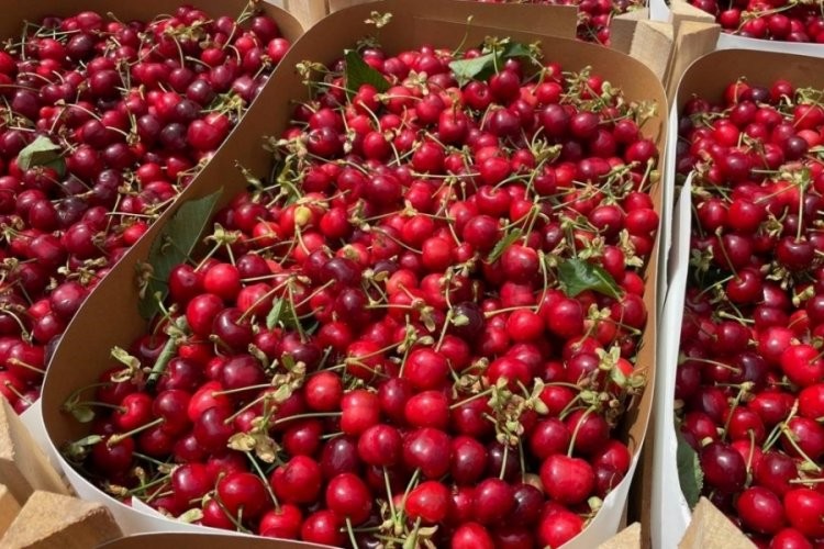 Yaz meyvesinin fiyatı pes dedirtti: Tarlada 40, markette 745 TL