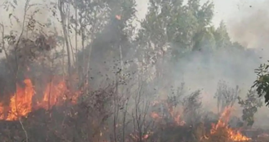 Mangal, her yıl yüzlerce hektar ormanı kül ediyor!