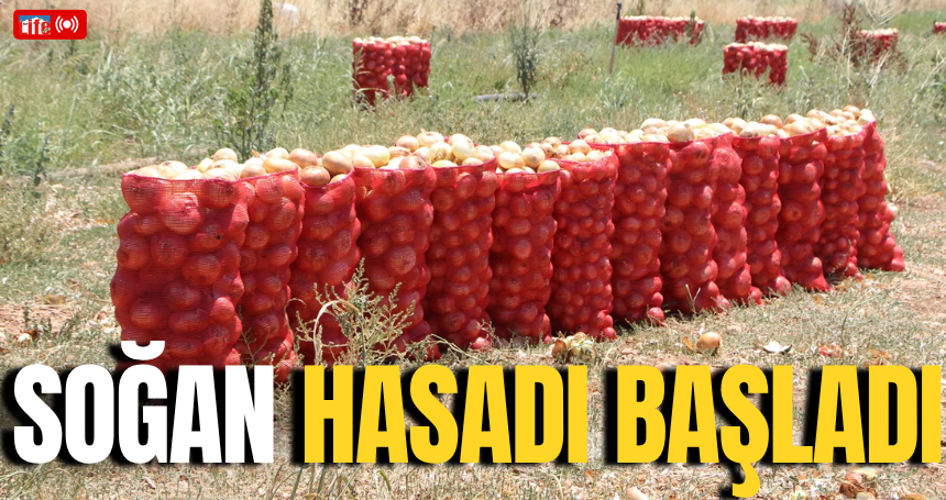 Soğan hasadı başladı