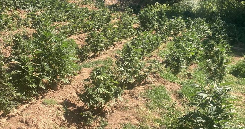 Bingöl’de 19 bin 513 kök skunk ele geçirildi