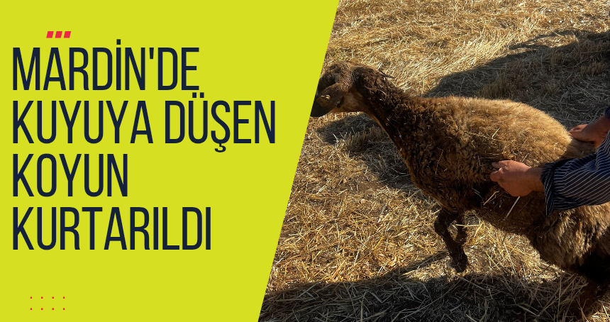 Mardin'de kuyuya düşen koyun kurtarıldı