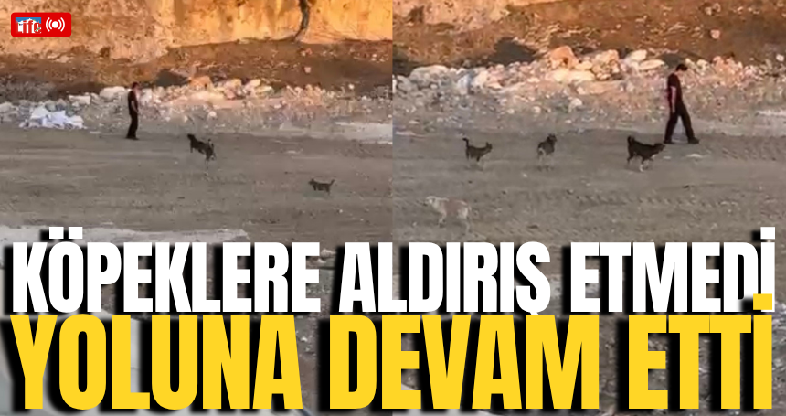 Köpeklerin saldırısına aldırış etmeden yoluna devam etti