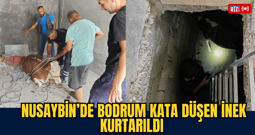 Nusaybin’de Bodrum Kata Düşen İnek Kurtarıldı