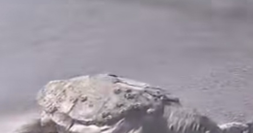 Karataş’ta balıkçı ağına takıldığı düşünülen Caretta Caretta ölü halde bulundu