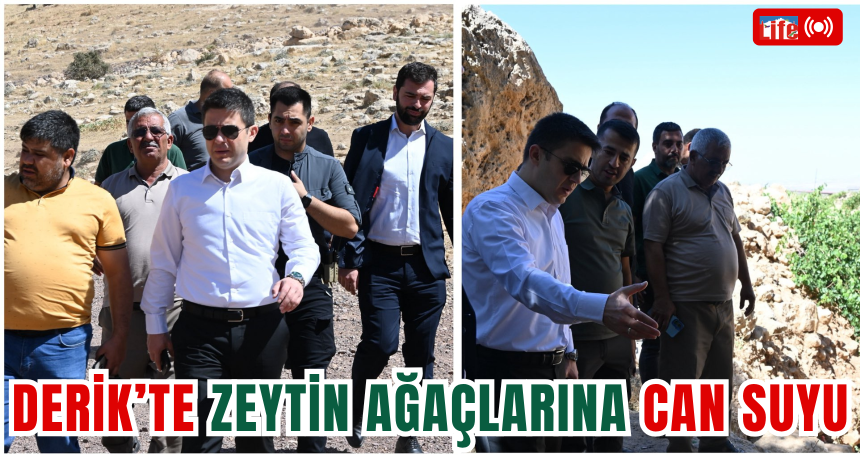Derik’te Zeytin Ağaçlarına Can Suyu: Sulama Projeleri Yerinde İncelendi