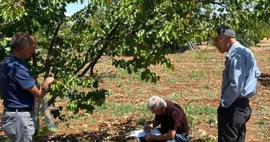 Malatya'da kayısı bahçelerinde şarka hastalığına karşı sürvey çalışması yapıldı