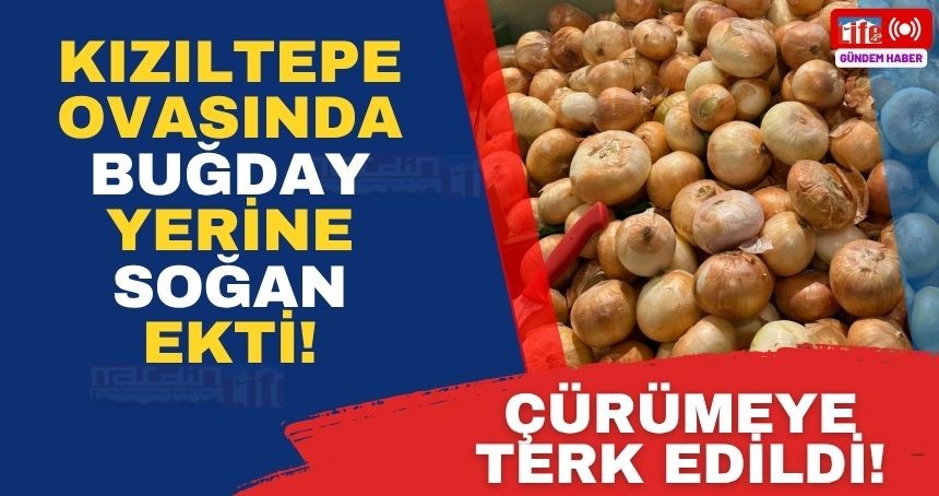 Mardin'de Soğan tarlada Çürümeye Terk Edildi!