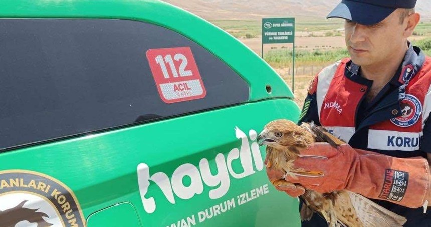 Yaralı halde bulunan şahin koruma altına alındı