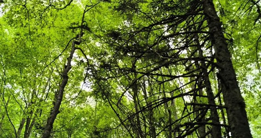 Bursa'da ormanlara girişler yasaklandı