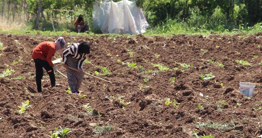 Batman'da kavurucu sıcakta tütün mesaisi: Ekmek parası için çalışıyoruz
