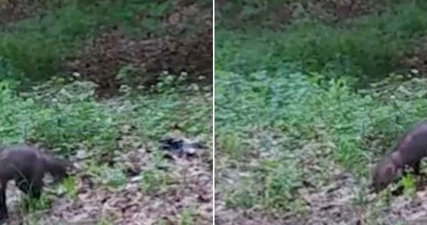 Fotokapanlar orman sansarını görüntüledi