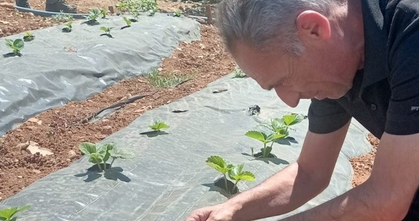 Siirt’te bitkisel üretim alanlarında hastalık ve zararlı takibi sürüyor