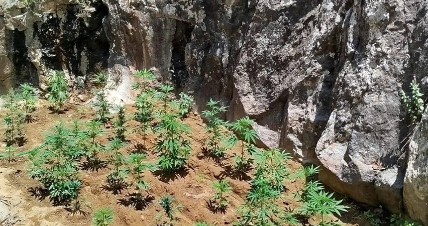 Bingöl’de 843 kök kenevir ele geçirildi