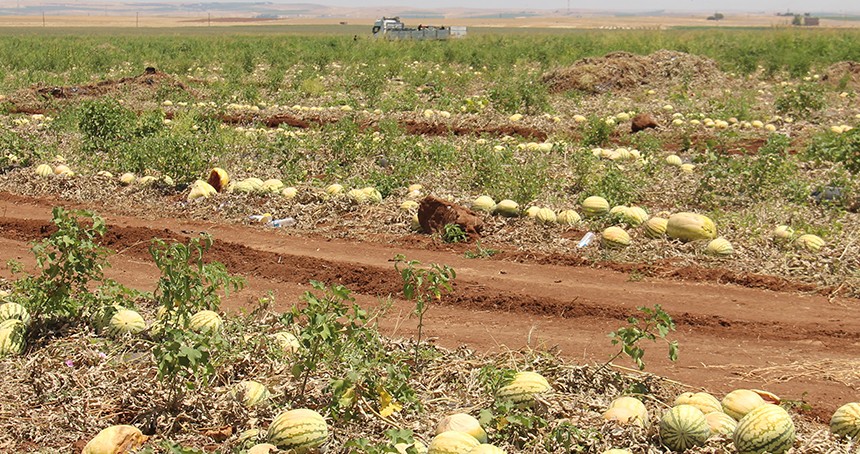 Karpuzun tarladaki fiyatı 2,5 TL'ye düştü, üretici zararına satış yapıyor