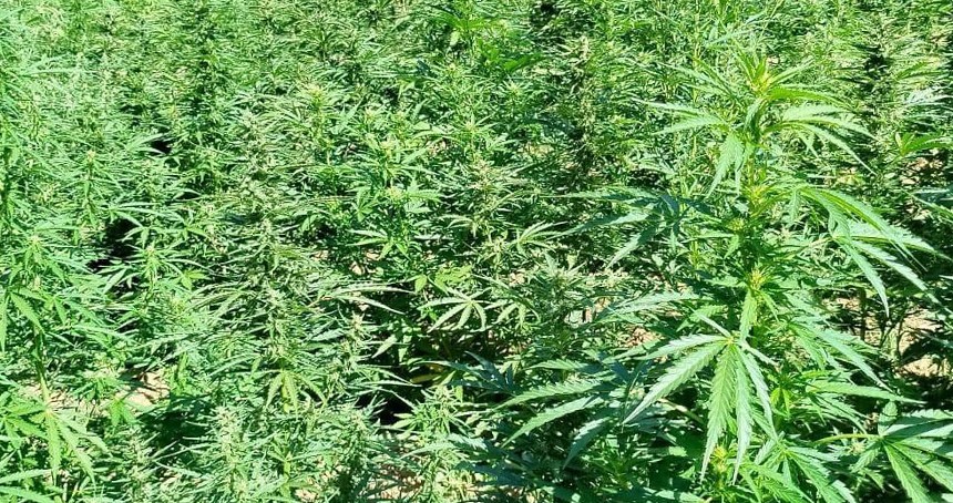 Bingöl’de uyuşturucu operasyonu: 1410 kök kenevir ele geçirildi