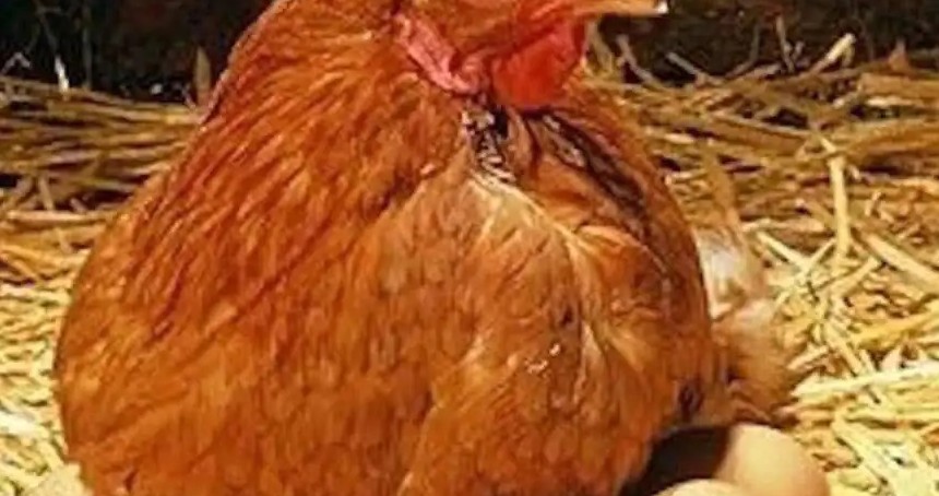 Yumurta üretimi geriledi, tavuk eti üretimi arttı