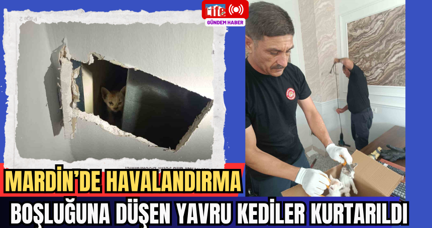 Mardin’de havalandırma boşluğuna düşen yavru kediler kurtarıldı