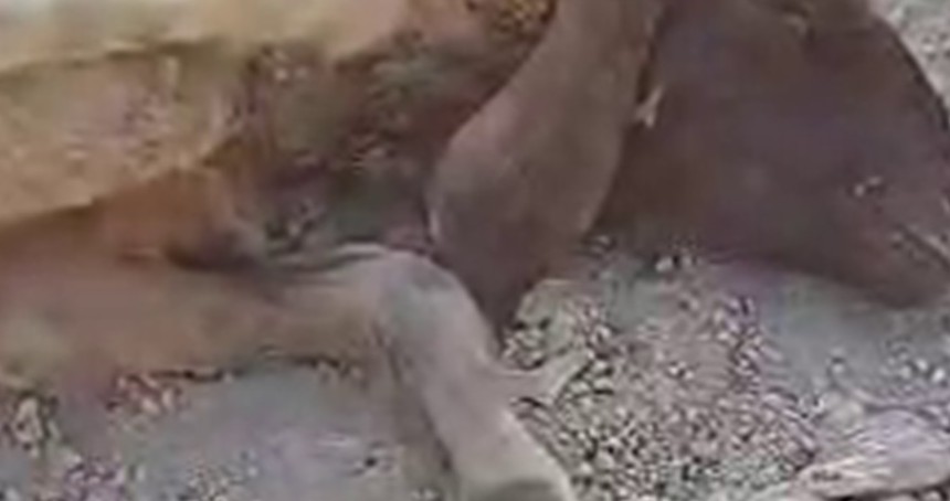 Gaziantep'te sokak köpeklerinin saldırısına uğrayan koyun telef oldu