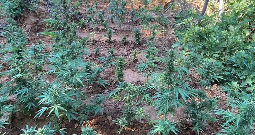 Bingöl'de 5 bin 520 kök kenevir ve skunk ele geçirildi