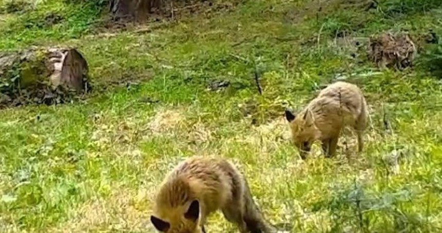 Bursa'da fotokapan anne ve yavru tilkiyi görüntüledi