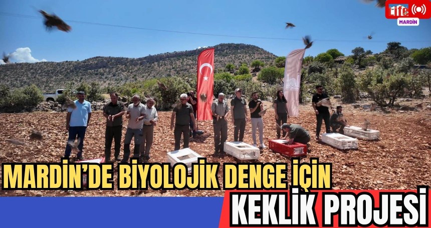 Mardin’de Doğaya 300 Kınalı Keklik Salındı