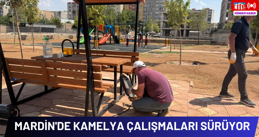 Mardin'de kamelya çalışmaları sürüyor