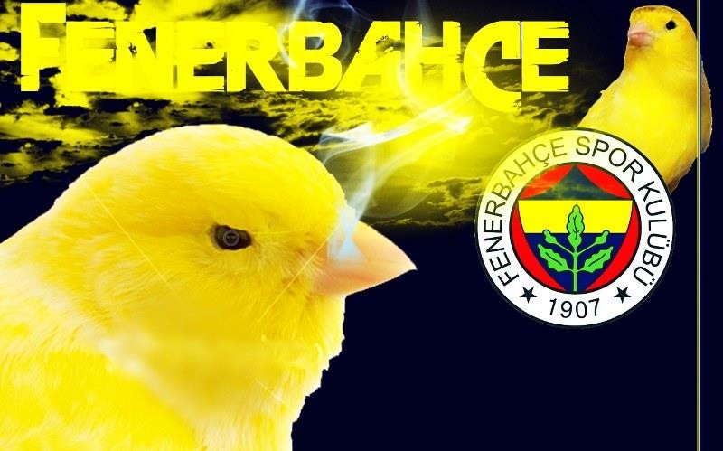 Fenerbahçe'nin simgesi "Sarı Kanarya" nereden geliyor? Ne anlama geliyor?