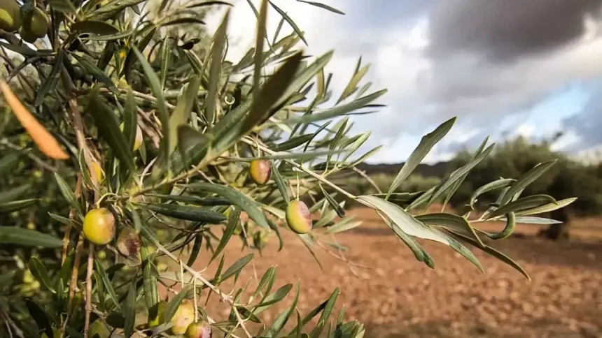 Zeytin Yasası nedir? Meclis'ten geçti mi?