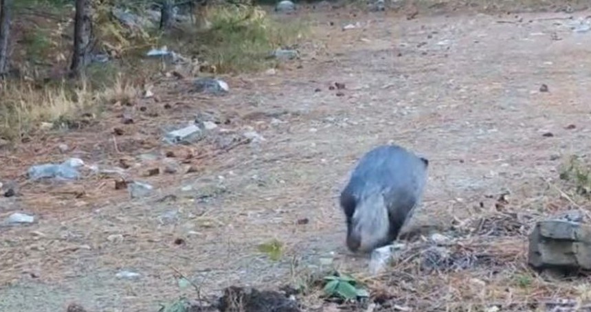 Balıkesir’de nadir rastlanan porsuk fotokapana yakalandı