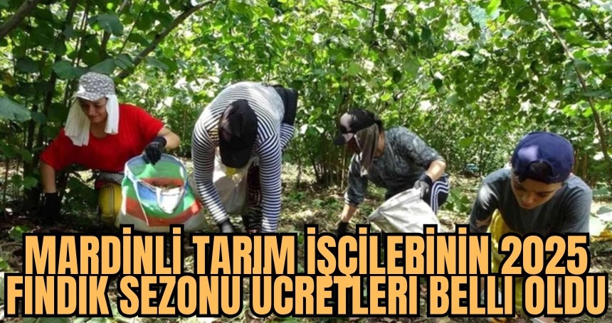 Mardinli Tarım İşçilerinin 2025 Fındık Sezonu Ücretleri Belli Oldu