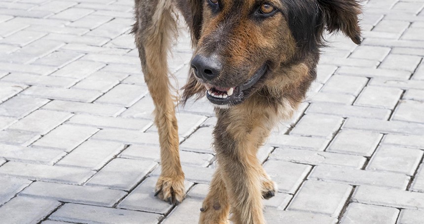 Başıboş köpekler vatandaşı tedirgin ediyor: Can güvenliğimiz tehlikede