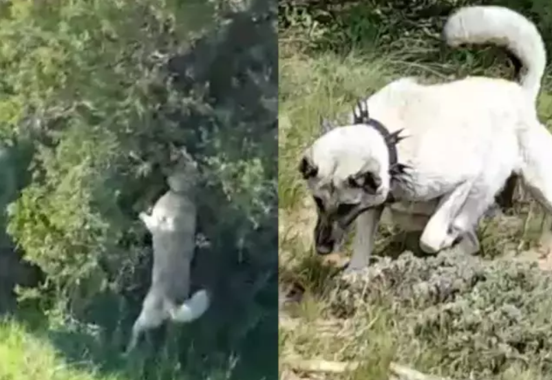 Kangalın cesaretini en iyi anlatan görüntü! Ağaca tırmandı, etkisiz hale getirdi