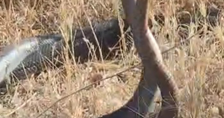 Adıyaman'da bir çiftçi dans eden yılanları kayıt altına aldı