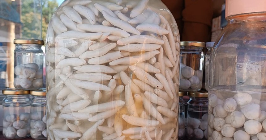Dağlardan gelen şifa, kenger sakızı el yakıyor