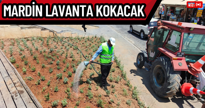 Mardin Lavanta kokacak