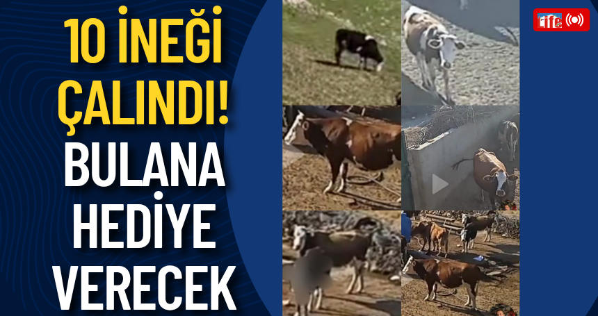 10 ineği çalındı! Bulana hediye verecek