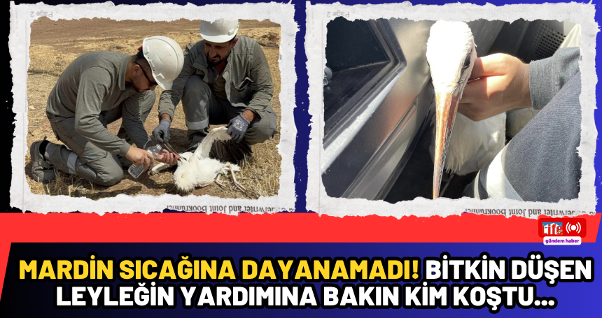 Mardin sıcağına dayanamadı! Bitkin düşen leyleğin yardımına bakın kim koştu...