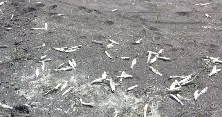 Gaziantep'te suların çekilmesi sonucu balık ölümleri gerçekleşti