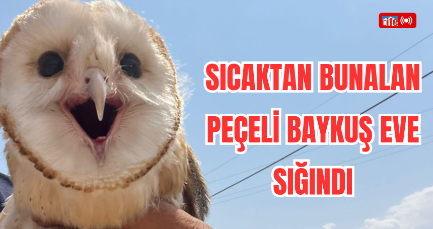 Sıcaktan bunalan peçeli baykuş eve sığındı