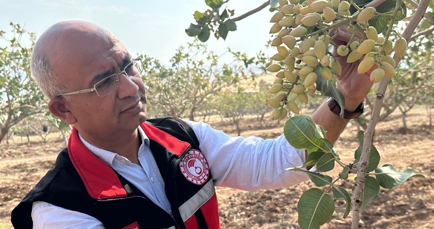 Siirt'te fıstık bahçeleri aşırı sıcaklardan etkilendi