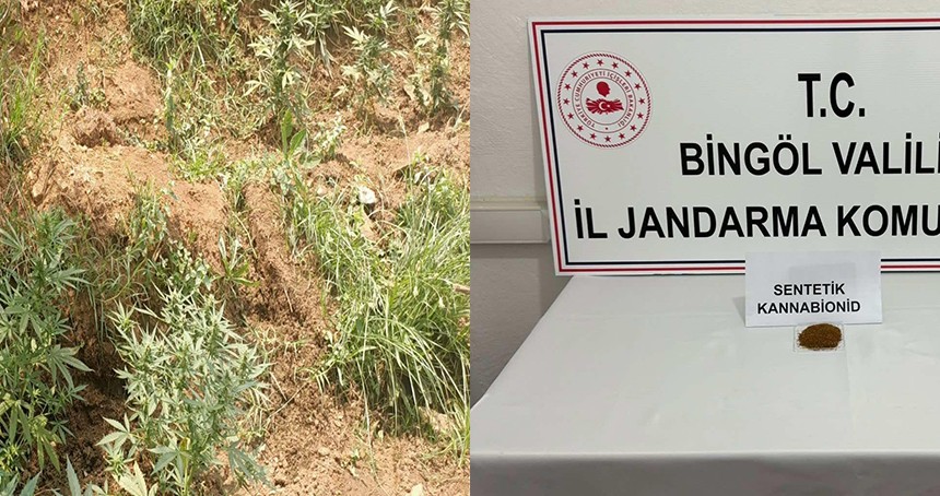 Bingöl’de 746 kök kenevir ele geçirildi