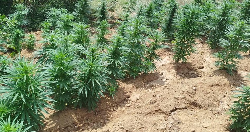 Bingöl'de 2 bin 365 kök kenevir ele geçirildi