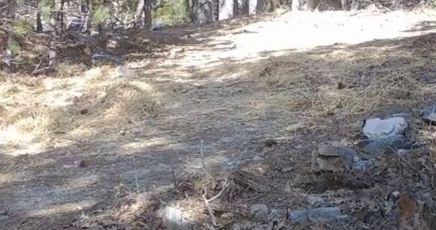 Ormanın sessiz bekçisi alakarga fotokapana takıldı