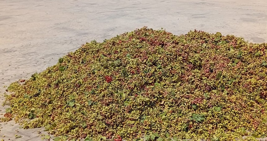 Şanlıurfa’da fıstık üretimi düştü, fiyatlar rekor seviyeye ulaştı
