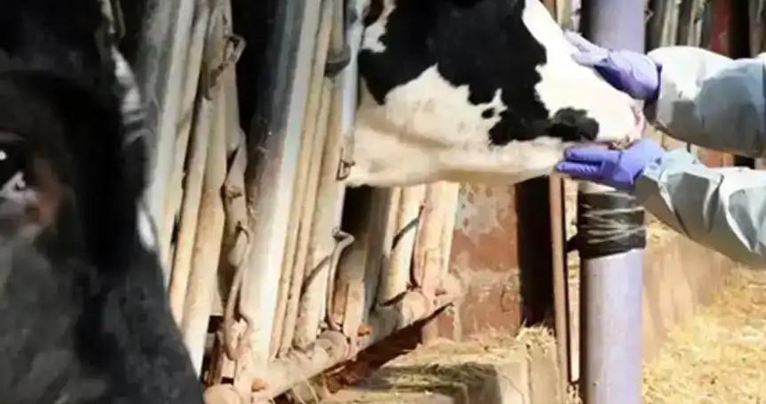 Kars ve Ardahan'da şap hastalığı alarmı