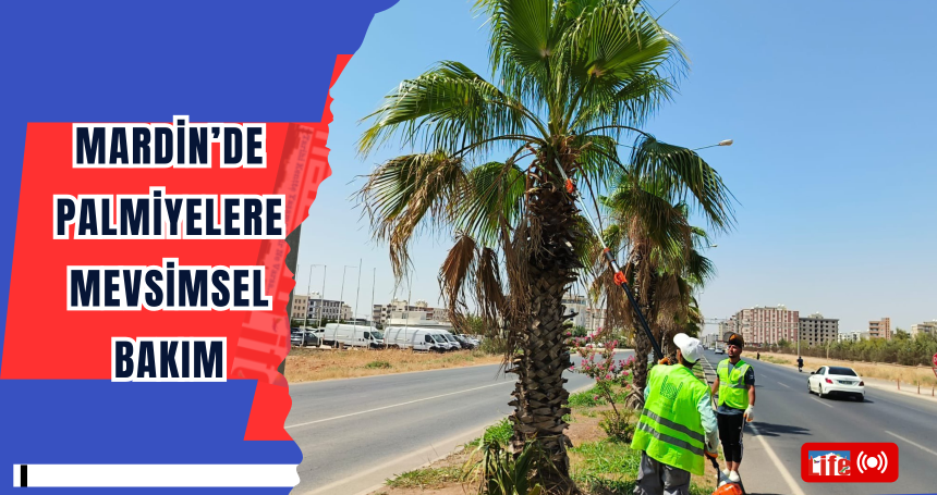 Mardin’de Palmiyelere Mevsimsel Bakım