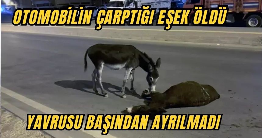 Otomobilin çarptığı eşek öldü, yavrusu başından ayrılmadı
