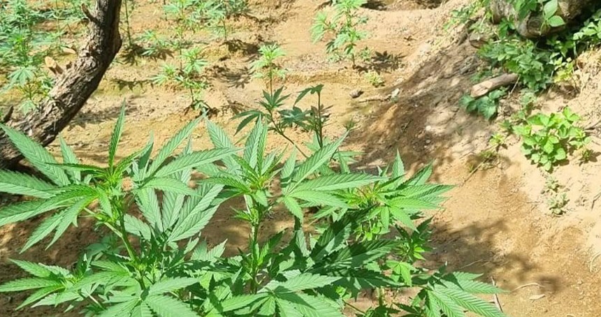 Bingöl'de 1.696 kök kenevir ele geçirildi